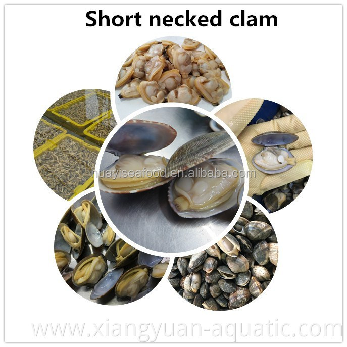 Hot sale sea foods fresh IQF frozen Blue Mussel price